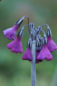 Primula secundiflora